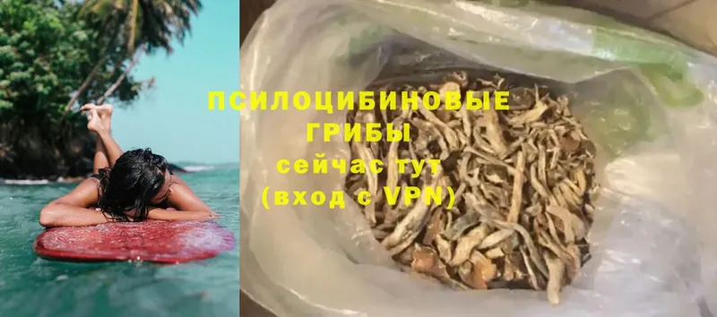 Псилоцибиновые грибы Psilocybine cubensis  Унеча 